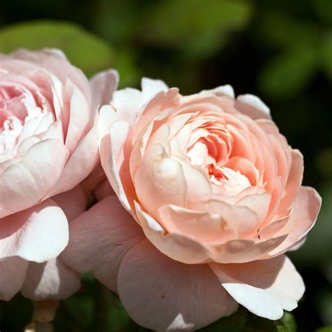 dobies rose bushes.